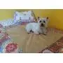SharpStuff Reusable Potty Training Pee Pads for Puppy Dog Pet & Baby Washable Organic Cotton Waterproof 2pk Large (27''x35'') Mats for Housebreaking Whelping Travel & Incontinence Bed Mattress Protector SharpStuff Reusable Potty Training Pee Pads for Puppy Dog Pet & Baby Washable Organic Cotton Waterproof 2pk Large (27''x35'') Mats for Housebreaking Whelping Travel & Incontinence Bed Mattress Protector