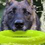 ACE Bilon Pet Exercise Toy Rubber Ring Pet Molar Toy Training Ring Natural Tug of War Dog Game Dog Chew Toys - Green