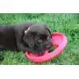 Rogz Flying Object Frisbee Dog Toy