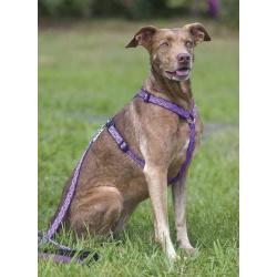 Lupine 3/4 Inch Jelly Roll Roman Dog Harness