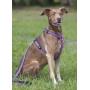 Lupine 3/4 Inch Jelly Roll Roman Dog Harness