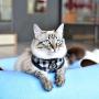 CATSPIA Robin A Harness