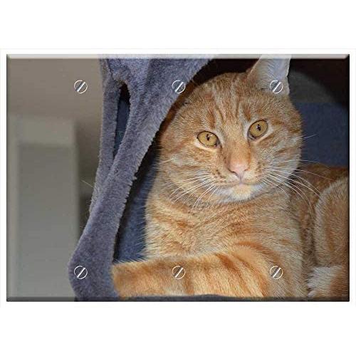 Triple Blank Wall Plate Cover - Kitten Red Cat Cat Tom-Cat Pets