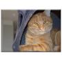Triple Blank Wall Plate Cover - Kitten Red Cat Cat Tom-Cat Pets