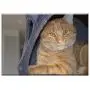 Triple Blank Wall Plate Cover - Kitten Red Cat Cat Tom-Cat Pets Triple Blank Wall Plate Cover - Kitten Red Cat Cat Tom-Cat Pets