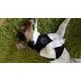 BINGPET Soft Mesh Dog Harness Pet Walking Vest Puppy Padded Harnesses Adjustable BINGPET Soft Mesh Dog Harness Pet Walking Vest Puppy Padded Harnesses Adjustable