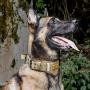 OneTigris Tactical Dog Harness and Collar Set, No Pulling Adjustable Pet Harness Reflective K9 Training Vest Military Service Dog Harness Easy Control for Medium Large Dogs(Coyote Brown,M)