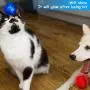 3 Pieces Light Up Dog Balls Flashing Elastic Ball LED Glowing Squeaky Balls Pet Color Light for Puppy with Flash Sound, Rubber Elastic, Suitable for Pet Training Favor (Blue, Red, Green) 3 Pieces Light Up Dog Balls Flashing Elastic Ball LED Glowing Squeaky Balls Pet Color Light for Puppy with Flash Sound, Rubber Elastic, Suitable for Pet Training Favor (Blue, Red, Green)