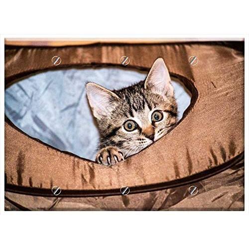 Triple Blank Wall Plate Cover - Cat Small Young Cute Sweet Pet Small Cat Kitten
