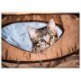 Triple Blank Wall Plate Cover - Cat Small Young Cute Sweet Pet Small Cat Kitten