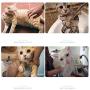 YUN Cat Bathing Mesh Bag Adjustable Multifunctional Breathable Anti-Bite and Anti-Scratch Restraint Bag Cat Washing Shower Bag Cat Bathing Medication Injection Manicure Artifact
