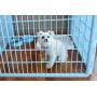 IRIS USA 24 Exercise 4-Panel Pet Playpen without Door, Blue CI-604