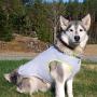 Pojeklgay Summer Dog Cooling Vest Dog Cooling Harness for Dogs Adjustable Pet Mesh Reflective Vest Harnesses Quick Release Hot Grey Orange XXL