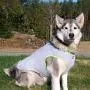 Pojeklgay Summer Dog Cooling Vest Dog Cooling Harness for Dogs Adjustable Pet Mesh Reflective Vest Harnesses Quick Release Hot Grey Orange XXL