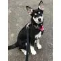 YIMEIS Dog Harness and 5 FT Leash Set, No Pull Adjustable Pet Harness with Easy Control Handle, Reflective Oxford Dog Vest for Medium Dogs Walking Training (M, Pink) YIMEIS Dog Harness and 5 FT Leash Set, No Pull Adjustable Pet Harness with Easy Control Handle, Reflective Oxford Dog Vest for Medium Dogs Walking Training (M, Pink)