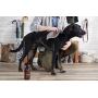 The Spruce Waterless Pet Wash, No Rinse Moisturizing Shampoo for Pets - Daily Pet Care - Cleaning, Cleansing, and Conditioning for Dogs, Puppies, and Cats - 17 oz & 2 oz Combo