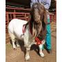 MATINGMARK Deluxe Breeding Harness for Sheep & Goats by Rurtec, Made in NZ - Extra Large Size (Crayon Sold Separately)