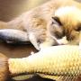 Blusea Pets Chew Bite Toy, Realistic Plush Simulation Doll Fish Funny Interactive Catnip Toys