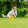 SCENEREAL Floatable Dog Rubber Ball 12 Packs - Floating Fetch Toy - Pet Racquetball 3 Pure Colors Safe Non-Toxic Training Toy for Dogs, High Elastic and Floating on Water, 1.77 Inch in Diameter