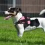 Bolux Dog Harness, No-Pull Reflective Breathable Adjustable Pet Vest with Handle for Outdoor Walking - No More Pulling, Tugging or Choking