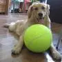 Kana5459 24CM Giant Tennis Ball Pet Chew Toy Big Inflatable Tennis Ball Signature Mega Pet Toy Ball Kana5459 24CM Giant Tennis Ball Pet Chew Toy Big Inflatable Tennis Ball Signature Mega Pet Toy Ball