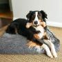 Pet Qwerks Flavor Infused BarkBone - Durable Chew Toy for Aggressive Chewers, Tough Extreme Power Chewer Bones | Made in USA
