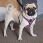 Paws & Pals Pet Control Harness for Dog & Cat Easy Soft Walking Collar