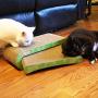 Premium Cat Scratcher by GoPets, Infinity Lounge Corrugated Cardboard is Reversible with Additional Insert to Last 4X Longer, Includes 1 Pack Catnip, Ergonomic Scratching Post, Cutouts to Hide Toys