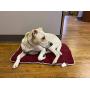 ALL FOR PAWS Top Body Heat Conducting Pet Bed - Comfy Memory Foam Cushion - Doubles as Crate Mat Pets from Large Breed Dogs to a Litter of Kittens or Cat - 29” x 19” x 2”