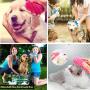 Taeku Pet Bath Brush Soothing Massage Shampoo Brush with Fur Catching Screen for Dogs, Cats, Small Animals Washing and Massaging