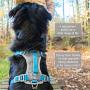 Kurgo Dog Harness for Large, Medium & Small Dogs | Reflective Harness for Running, Walking & Hiking | Everyday Adventure Pet Journey Harness | Grey/Coral, Large