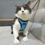 Petopt Comfort Dog Harness Vest,Soft Double Padded Vest for Dog and Cat