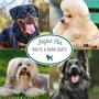 Natures Specialties Bluing Optical Brightners Shampoo for Dogs Cats, Non-Toxic Biodegradeable