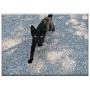 Triple Blank Wall Plate Cover - Cat Kitty Kitten Little Young Tiny Feline Pet 1