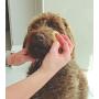 Constantia Pets Sea Sponges for Dogs - Luxury Canine Bath Care, for Pet Grooming, Soft & Gentle Pampering