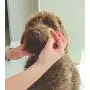 Constantia Pets Sea Sponges for Dogs - Luxury Canine Bath Care, for Pet Grooming, Soft & Gentle Pampering