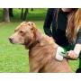 sag Self Cleaning Slicker Brush – Gently Removes Loose Undercoat, Mats and Tangled Hair – Your Dog or Cat Will Love Being Brushed with The Grooming Brush