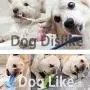 CHPOO Dog Chew Toothbrush Puppy Brushing Stick Cleaning Toys Pet Dental Oral Care Natural Rubber Bite Resistant Chew Dog Toys CHPOO Dog Chew Toothbrush Puppy Brushing Stick Cleaning Toys Pet Dental Oral Care Natural Rubber Bite Resistant Chew Dog Toys