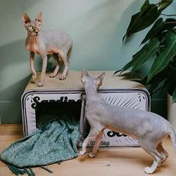 District 70 Sardine Cardboard Cat Scratcher