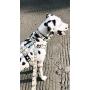 Max & Molly Ultra Secure and Comfortable Padded Neoprene Sport Step-in Dog Harness, Adjustable and Easy Control, Puzzle
