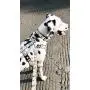 Max & Molly Ultra Secure and Comfortable Padded Neoprene Sport Step-in Dog Harness, Adjustable and Easy Control, Puzzle