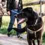 Wolfgang Man & Beast Premium USA Webbing No-Pull Dog Harness for Small Medium Large Dogs
