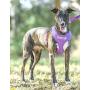 Do Not Feed Purple Color Coded Waterproof Padded Adjustable Alert Warning Medium Vest Dog Harness Prevents Accidents By Warning Others of Your Dog in Advance