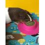 STAYbowl Tip-Proof Ergonomic Pet Bowl for Guinea Pig and Other Small Pets, 1/4-Cup Small Size, Fuchsia (Pink)