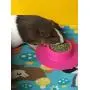 STAYbowl Tip-Proof Ergonomic Pet Bowl for Guinea Pig and Other Small Pets, 1/4-Cup Small Size, Fuchsia (Pink) STAYbowl Tip-Proof Ergonomic Pet Bowl for Guinea Pig and Other Small Pets, 1/4-Cup Small Size, Fuchsia (Pink)