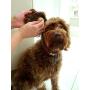 Constantia Pets Sea Sponges for Dogs - Luxury Canine Bath Care, for Pet Grooming, Soft & Gentle Pampering