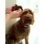 Constantia Pets Sea Sponges for Dogs - Luxury Canine Bath Care, for Pet Grooming, Soft & Gentle Pampering