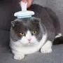 Nareo Cat Brushes Cleaning Slicker Brush cat Brush Slicker Pet Hair Remover Brush,3 in 1 Pet Brush,Effectively Reduces Shedding