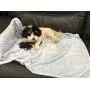 Higher Comfort Super Soft Premium Pet Blankets for Small Dogs, Puppies, Cats & Kittens - 30'' x 40'' - Great for Pet Beds and Carriers Higher Comfort Super Soft Premium Pet Blankets for Small Dogs, Puppies, Cats & Kittens - 30'' x 40'' - Great for Pet Beds and Carriers