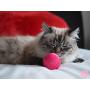 Pet Qwerks Cat Babble Ball with Catnip Infused, Interactive Cat Toy